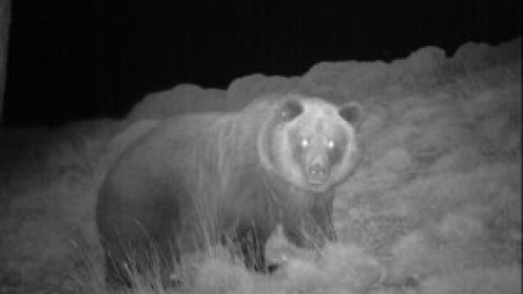 Dos cazadores matan a dos osas en peligro de extinción durante una batida de jabalís