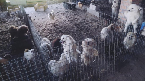 Criadero ilegal de perros de raza localizado en un secadero de tabajo de Belicena, en Vegas del Genil (Granada).