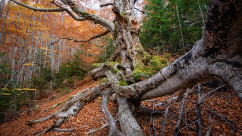 Fageda de Gresolet