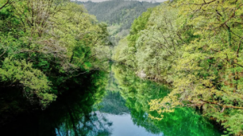 As Fragas do Eume, otro bosque autóctono gallego amenazado por la invasión de eucaliptos