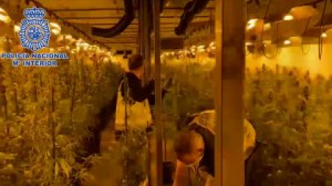 La Policía Nacional desmantela en Madrid dos plantaciones indoor de marihuana