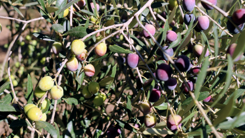 Olives en una olivera d'una finca de Valls, l'any passat