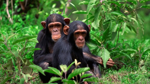 Dos chimpancés en libertad en África