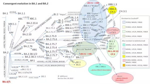 Mapa de evolución convergente del SARS-CoV-2 actualizado el 31 de diciembre de 2022.