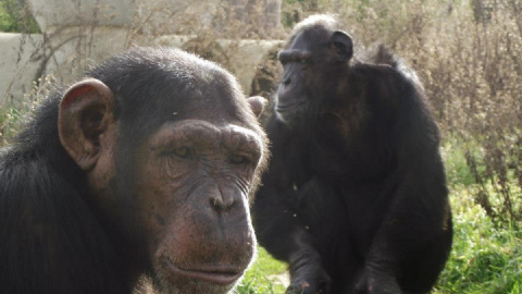 África y Toto, dos de los chimpancés de la Fundación Mona.