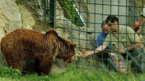 La Fundación Oso intentará la reproducción de las osas "Paca" y "Tola" en primavera