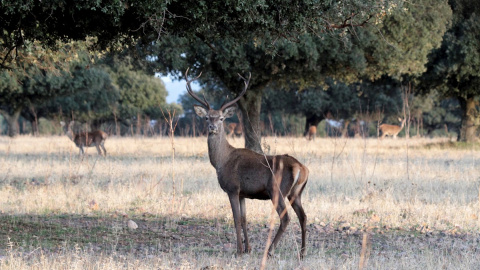 La caza deportiva y comercial está prohibida desde este sábado en el Parque Nacional de Cabañeros.