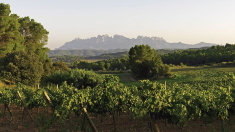 Unes vinyes de la DO Pla de Bages