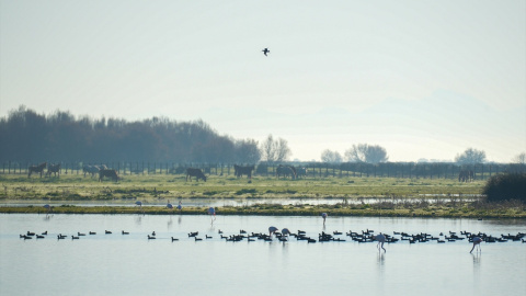 Imagen del Parque Natural de Doñana en Huelva, Andalucía (España).