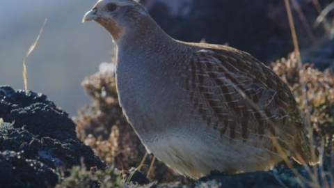 Perdiz pardilla, especie en peligro de extinción.