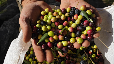 Olives per fer oli del Priorat