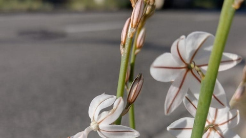 Una porrassina que ha començat a florir el 23 de desembre a Barcelona.