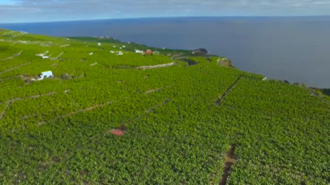 El volcán de La Palma arrasa algunas plantaciones de plátanos