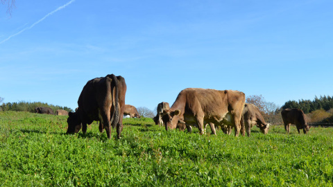 13/1/23 Vacas de una explotación ganadera ecológica de Galicia.