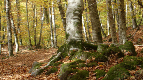 Fageda d'en Jordà