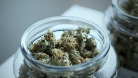 España multiplica por diez su previsión de necesidades de cannabis medicinal y llega a las seis toneladas