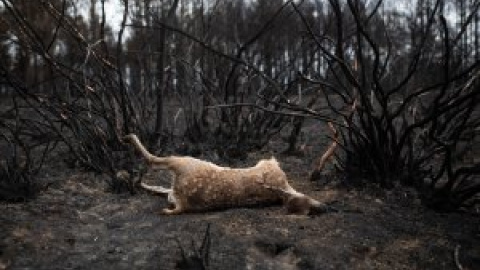 La Fiscalía investigará al consejero de Medio Ambiente de Castilla y León por el incendio de Sierra de la Culebra