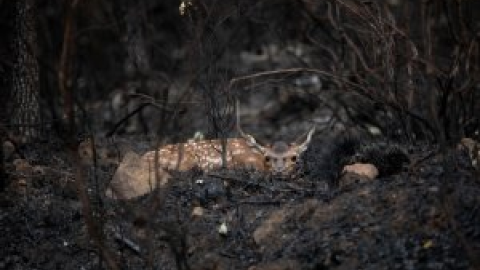 Estas son las grandes pérdidas que deja el incendio forestal en la sierra de la Culebra