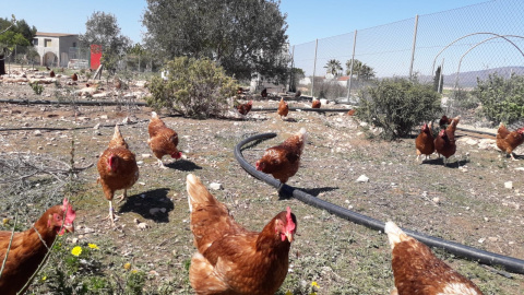 Imagen de la explotación de huevos ecológicos de Susana, en Murcia. - CEDIDA