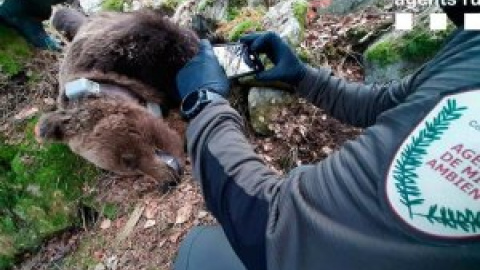 ¿Quién mató al oso Cachou?