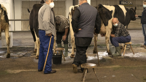 Varios hombres ordeñan a sus vacas en el Mercado de Ganados de Torrelavega.