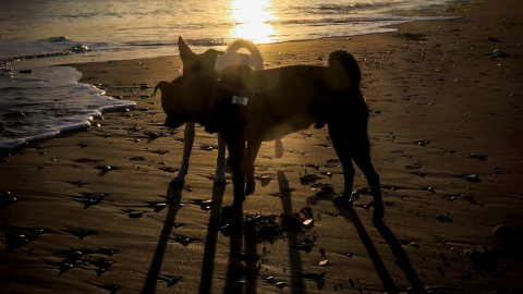 Dos perros juegan al amanecer en la playa de Ondarreta de San Sebastián.