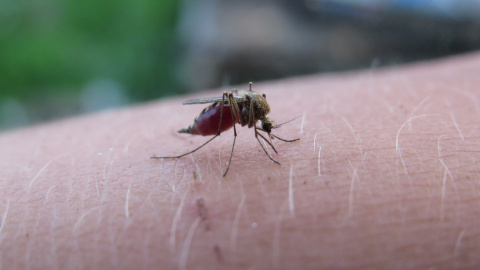 Foto de un mosquito picando a una persona.