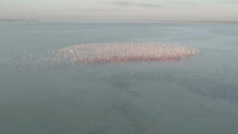 Miles de flamencos se reúnen en un lago de Kazajistán en plena migración hacia su lugar de invernada