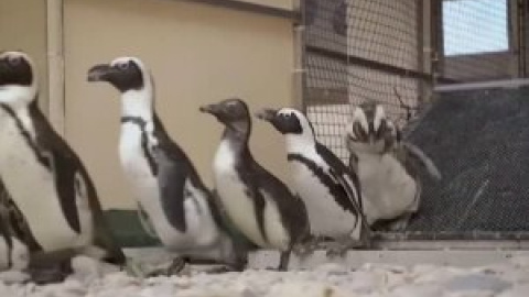 Crías de pingüino en riesgo de extinción serán liberadas de una reserva  para una nueva colonia reproductora en Sudáfrica