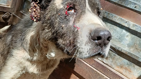 Perros en situación de abandono.