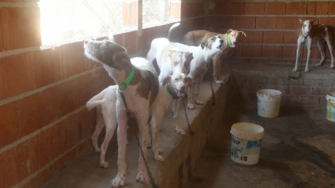 Perros en situación de abandono.