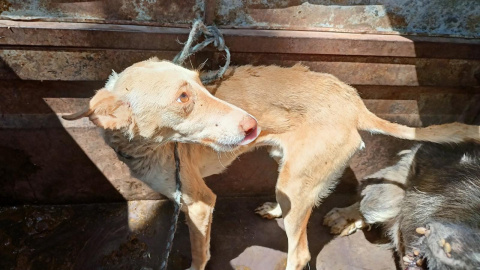 Perros en situación de abandono.