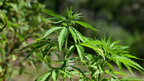 Fotografía de una planta de marihuana.