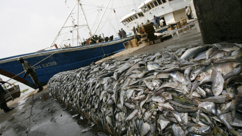 El 33% de las especies de peces comerciales están sobreexplotadas. AFP