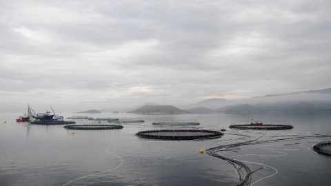 Vista general de varias piscifactorías de salmón ubicadas en el mar de Noruega.