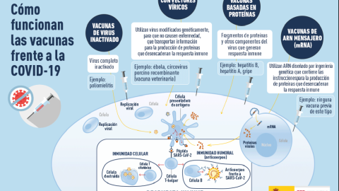 Cómo funcionan las vacunas contra la covid.