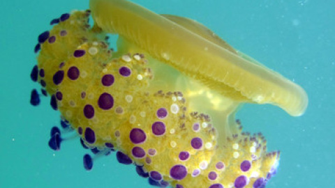 dusa 'huevo frito' (Cotylorhiza tuberculata). / Borut Mavric