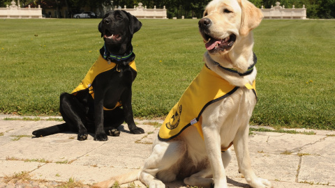 Dos ejemplares de perros guía de la ONCE.