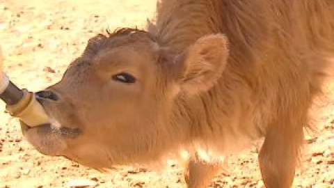 Terapia contra el cáncer infantil con animales en plena naturaleza