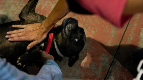 Una voluntaria de una protectora acaricia a un perro rescatado de las zonas afectadas por la erupción del volcán de La Palma.