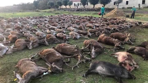 Algunos de los 16 cazadores españoles que participaron en la montería difundieron imágenes de los animales abatidos en las redes sociales.