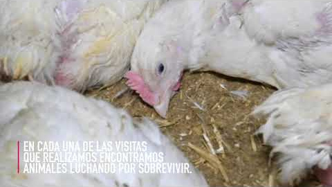 Así se crían los pollos en Reino Unido