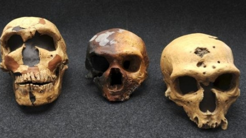 Cráneos de Homo Sapiens. Imagen de archivo