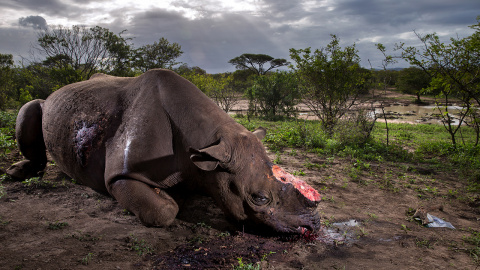 'Monumento a una especie' es la fotografía ganadora del certamen Wildlife Photographer of the Year. BRENT STIRTON