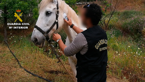 Un agente del Seprona revisa el estado de salud de un caballo. GUARDIA CIVIL.