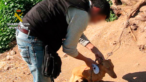 Un agente del Seprona rescata a un perro. GUARDIA CIVIL