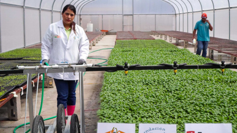 Invernadero es un proyecto de cooperativa agrícola en Estelí, Nicaragua