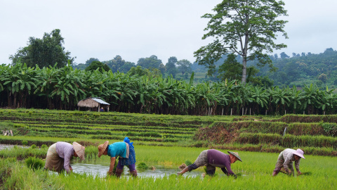 Las mujeres birmanas agricultoras no pueden heredar la tierra ni constar como propietarias. - QUERALT CASTILLO