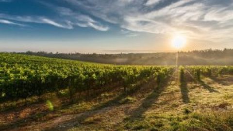 Agricultura autoriza 689 hectáreas de nueva plantación de viñedo en Castilla-La Mancha, la región con mayor superficie