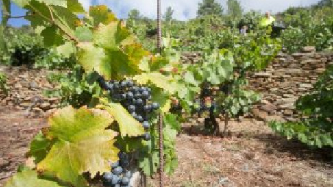 Muere un agricultor de 46 años en un pueblo de Ciudad Real por un golpe de calor